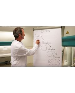 Cell Growth, Cell Death and Aging of Cells