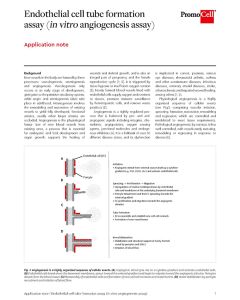 Endothelial cell tube formation assay (in vitro angiogenesis assay)
