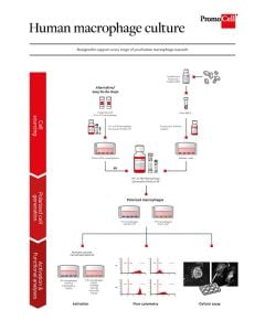 Human macrophage culture overview