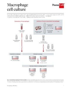 Macrophage cell culture