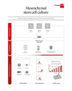 Mesenchymal stem cell culture overview