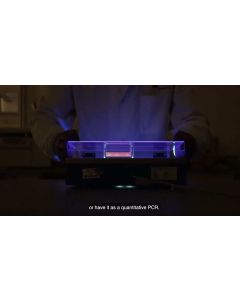 Mycoplasma Contamination in Cell Culture