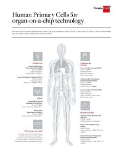 Human Primary Cells for organ-on-a-chip technology