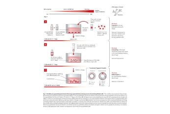 Generation of human airway organoids from primary cells