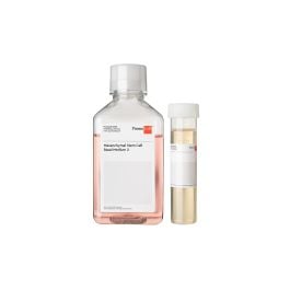 c-28009-mesenchymal-stem-cell-