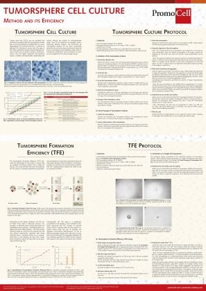 Tumorsphere cell culture: Method and efficiency product image