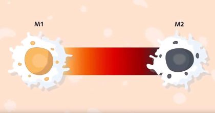 Macrophages Subtypes: Polarization, Activation and Plasticity product image