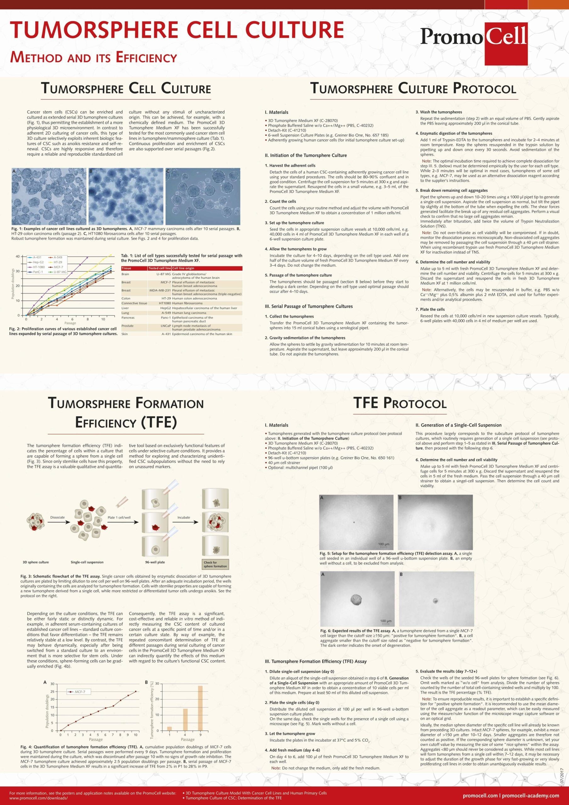 Tumorsphere cell culture: Method and efficiency product image