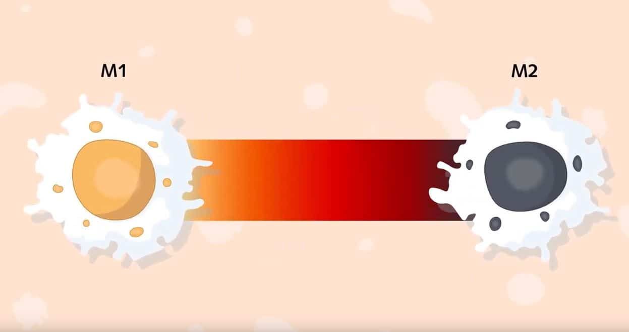 Macrophages Subtypes: Polarization, Activation and Plasticity product image