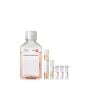 PromoCell Endothelial Cell Growth Medium Kit product image