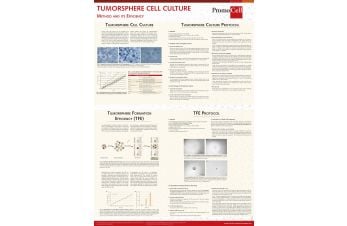 Tumorsphere cell culture: Method and efficiency