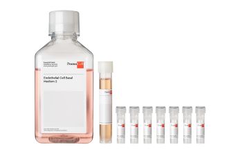 Endothelial Cell Growth Medium 2 Kit
