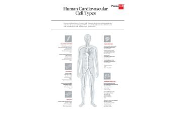 Human cardiovascular cell types