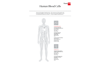 Human blood cells types