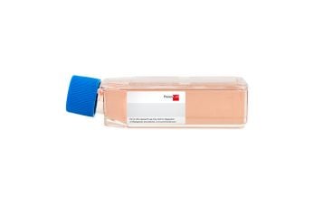 Human Muscle Cells, Proliferating Cells