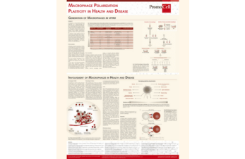 Macrophage polarization: plasticity in health and disease