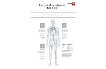 Mesenchymal stem cell types