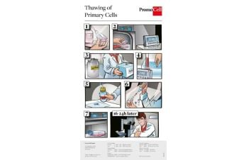 Thawing and Subcultivation