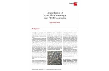 Differentiation of M1- or M2-Macrophages from PBMC/Monocytes