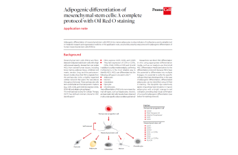 Adipogenic differentiation of mesenchymal stem cells: A complete protocol with Oil Red O staining