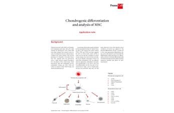 Chondrogenic differentiation and analysis of mesenchymal stem cells (MSC)