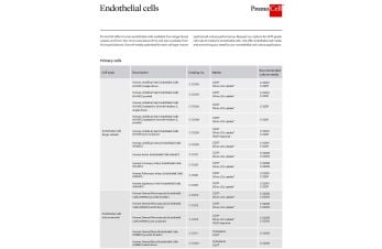 Endothelial cells