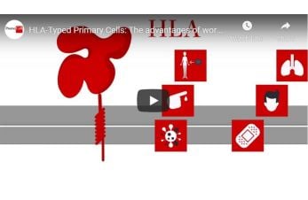 HLA-Typed Primary Cells: The advantages of working with HLA in drug development research