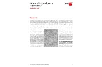 Human white preadipocyte differentiation