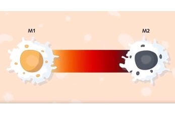 Macrophages Subtypes: Polarization, Activation and Plasticity
