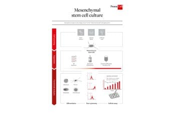 Mesenchymal stem cell culture overview