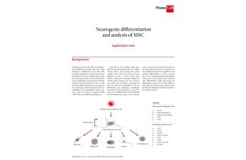 Neurogenic differentiation and analysis of mesenchymal stem cells (MSC)