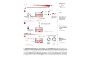Generation of human airway organoids from primary cells