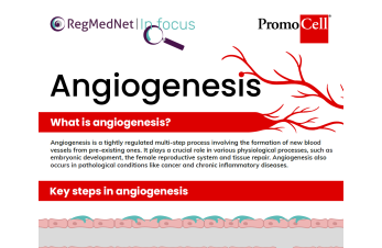 Understanding angiogenesis assays