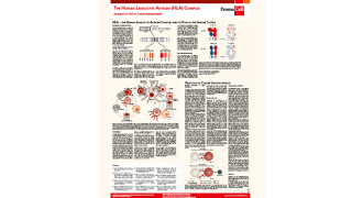 The human leukocyte antigen (HLA) complex - relevance of HLA to cancer immunotherapy