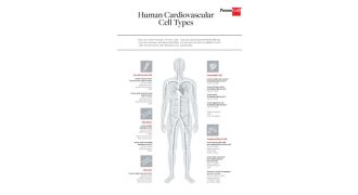 Human cardiovascular cell types