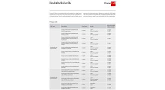 Endothelial cells