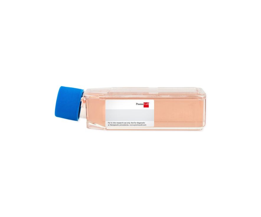 Human Bronchial Epithelial Cells (HBEpC), proliferating cells