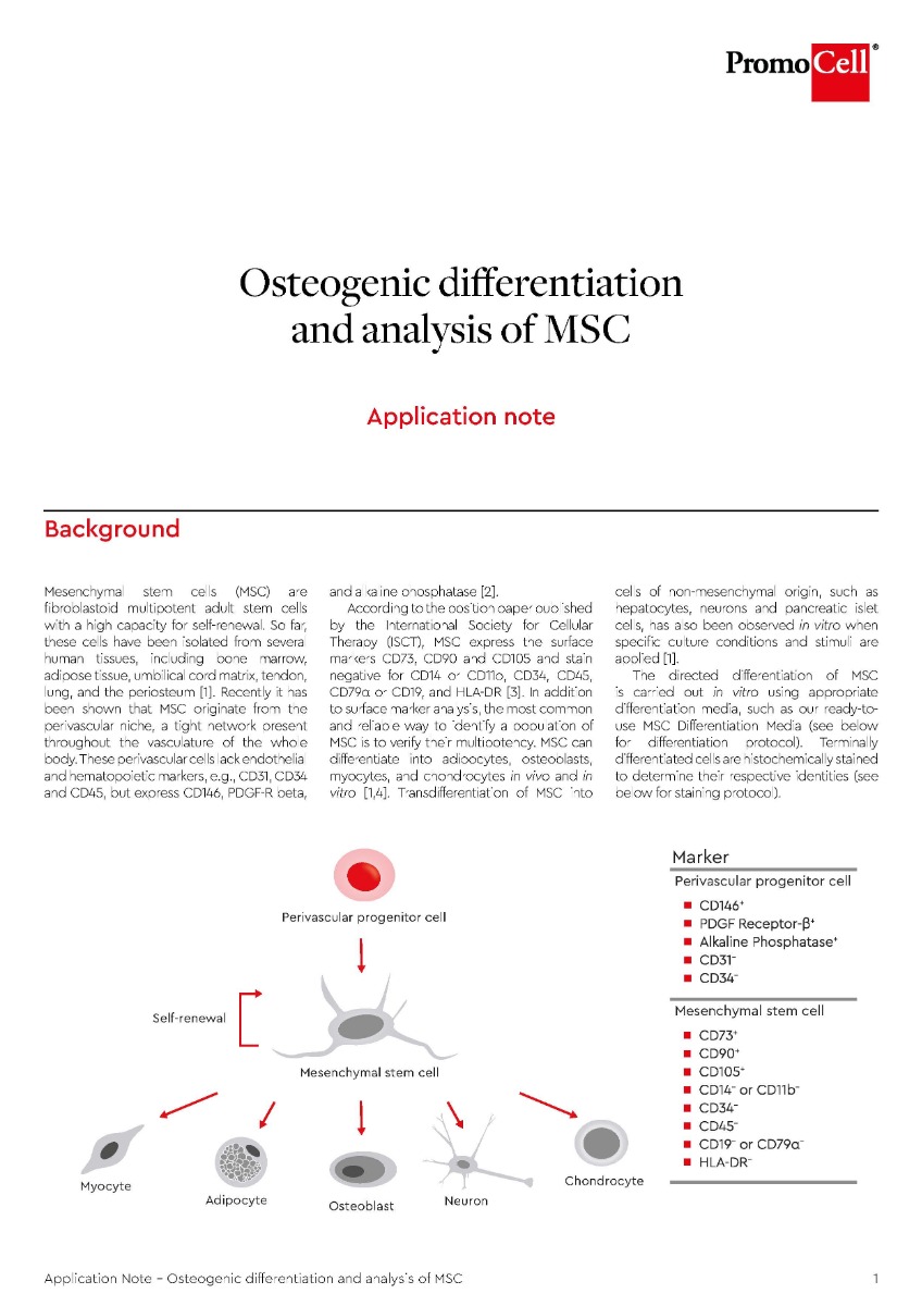 Osteogenic differentiation and analysis of mesenchymal stem cells (MSC)