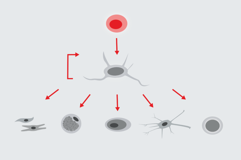 The importance of MSC characterization
