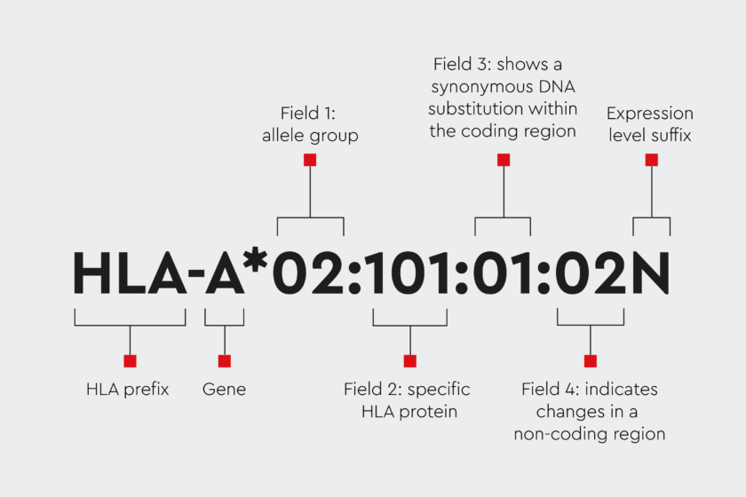 HLA class II typed cells to accelerate effective research on immunother...