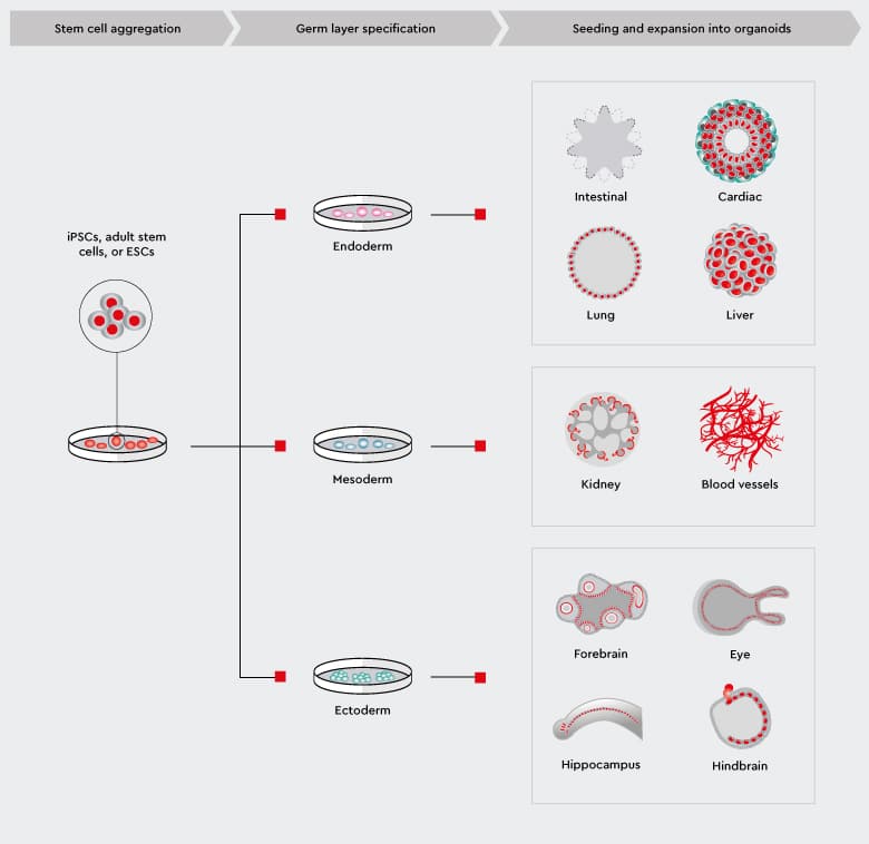 How to grow mini-organs in the lab by culturing organoids