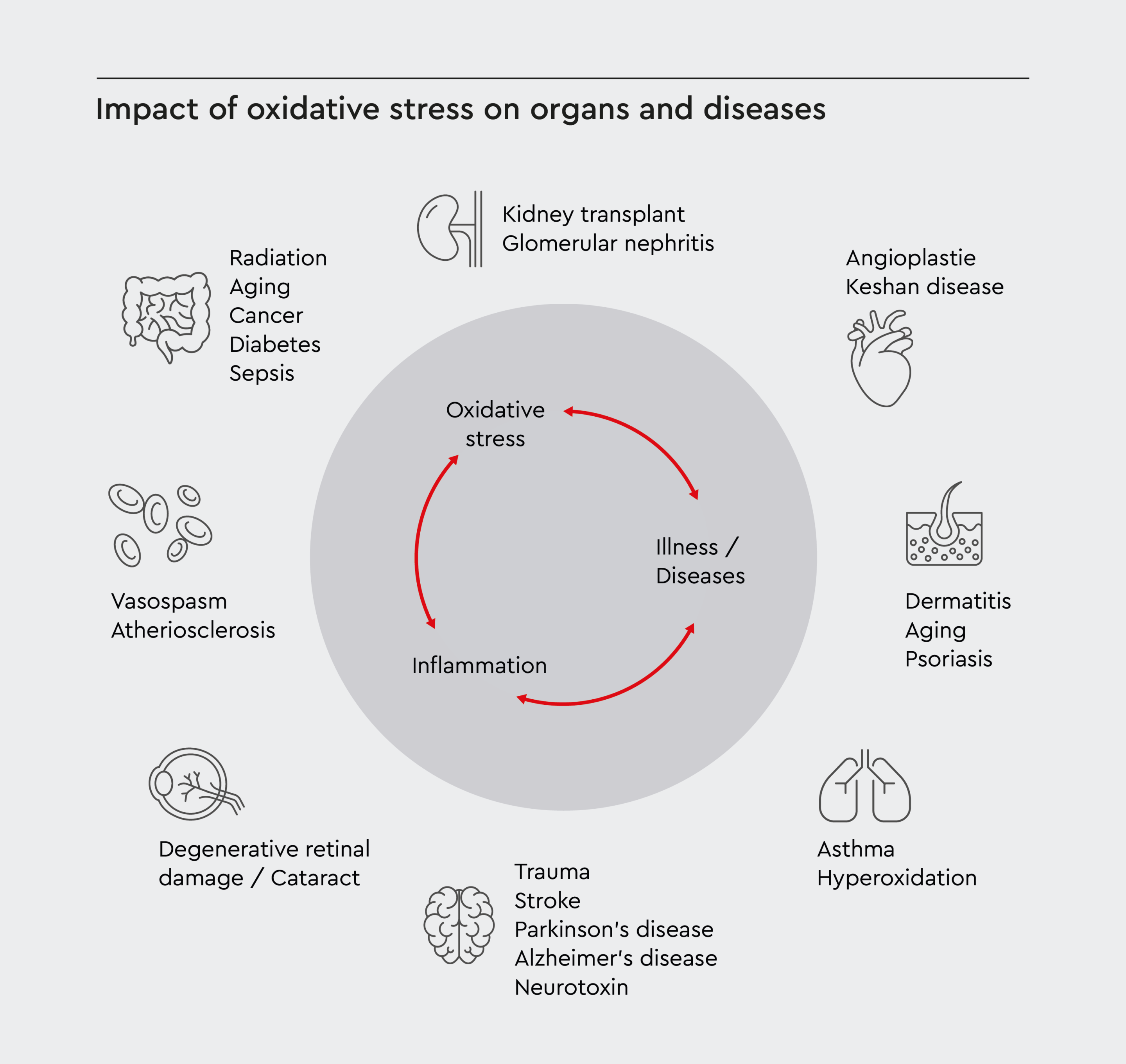 Impact of oxidative stress on organs and disease, and how oxidative stress and inflammation interact and reinforce each other.