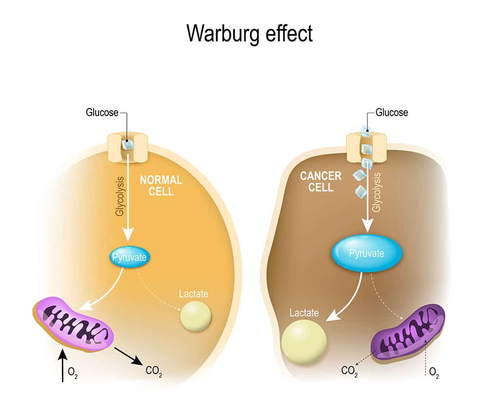 Warburg effect