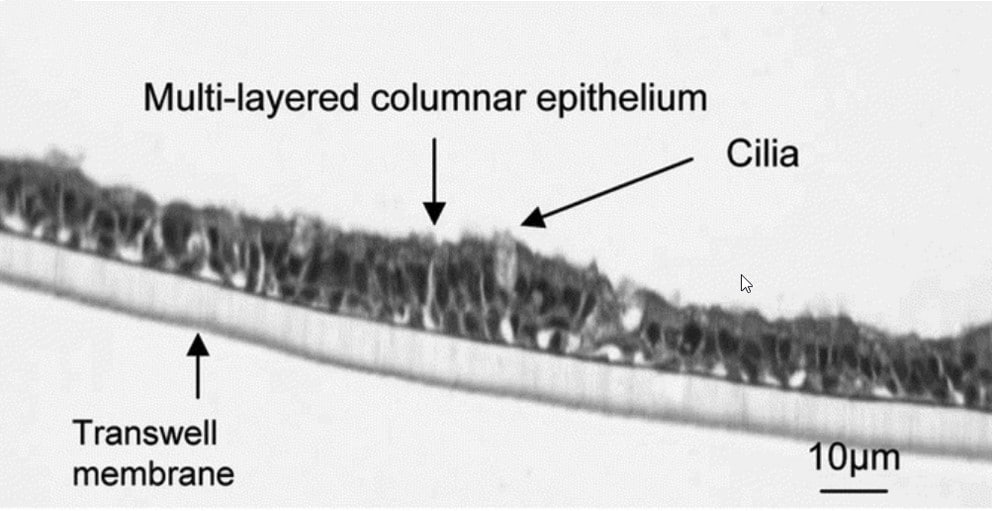 Closely mimicking the in vivo structure