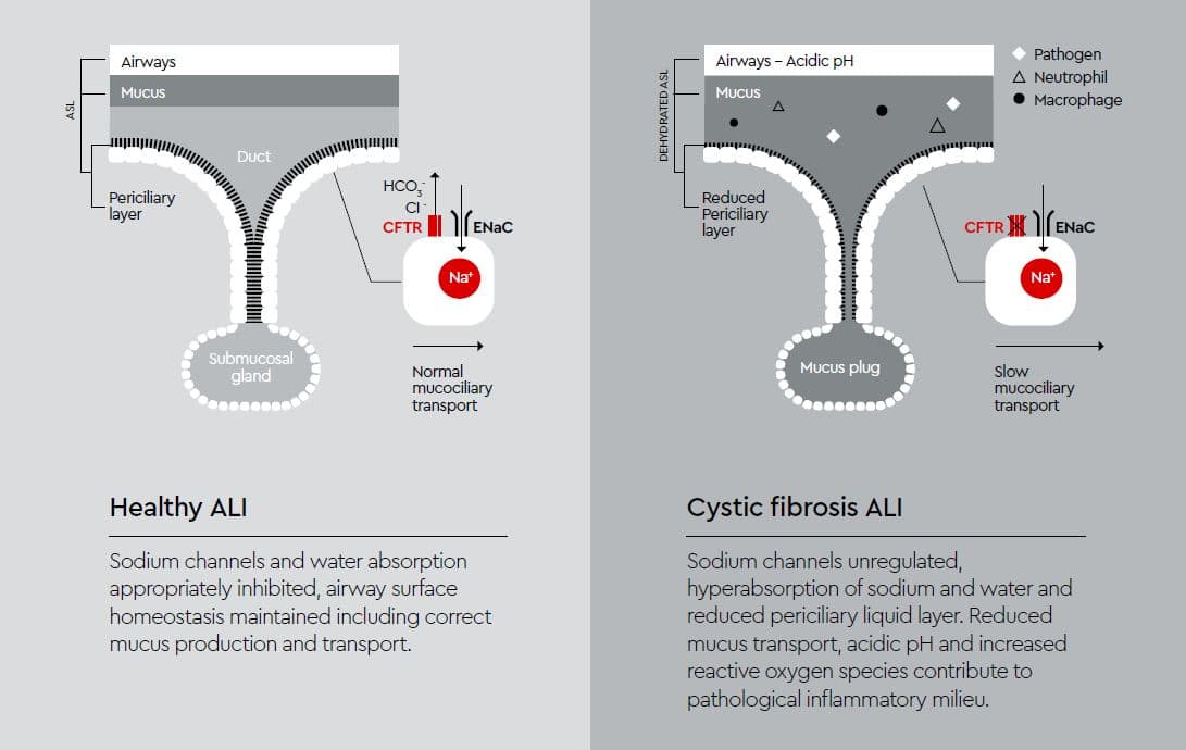Air Liquid Interface (ALI)