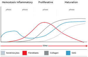 Phases of the natural wound healing process