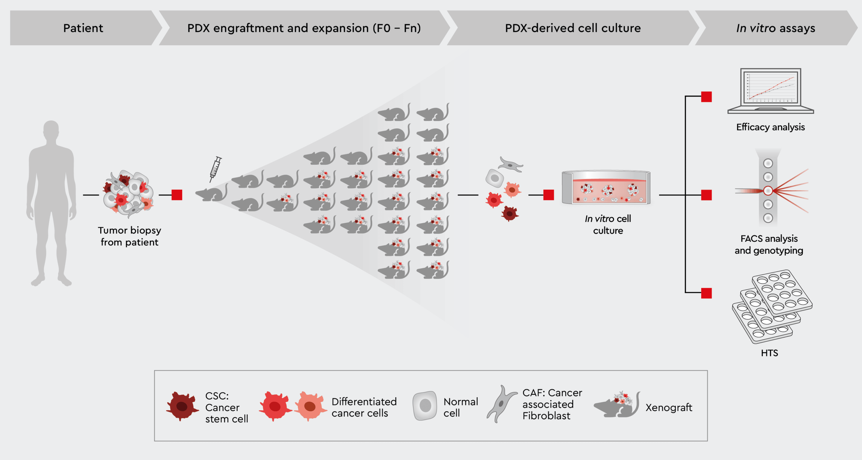 Overview of patient-derived xenograft model