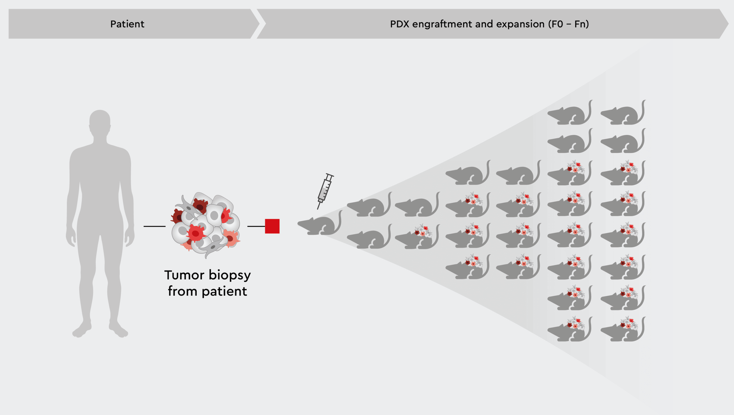 Illustration of PDX mouse and rat models