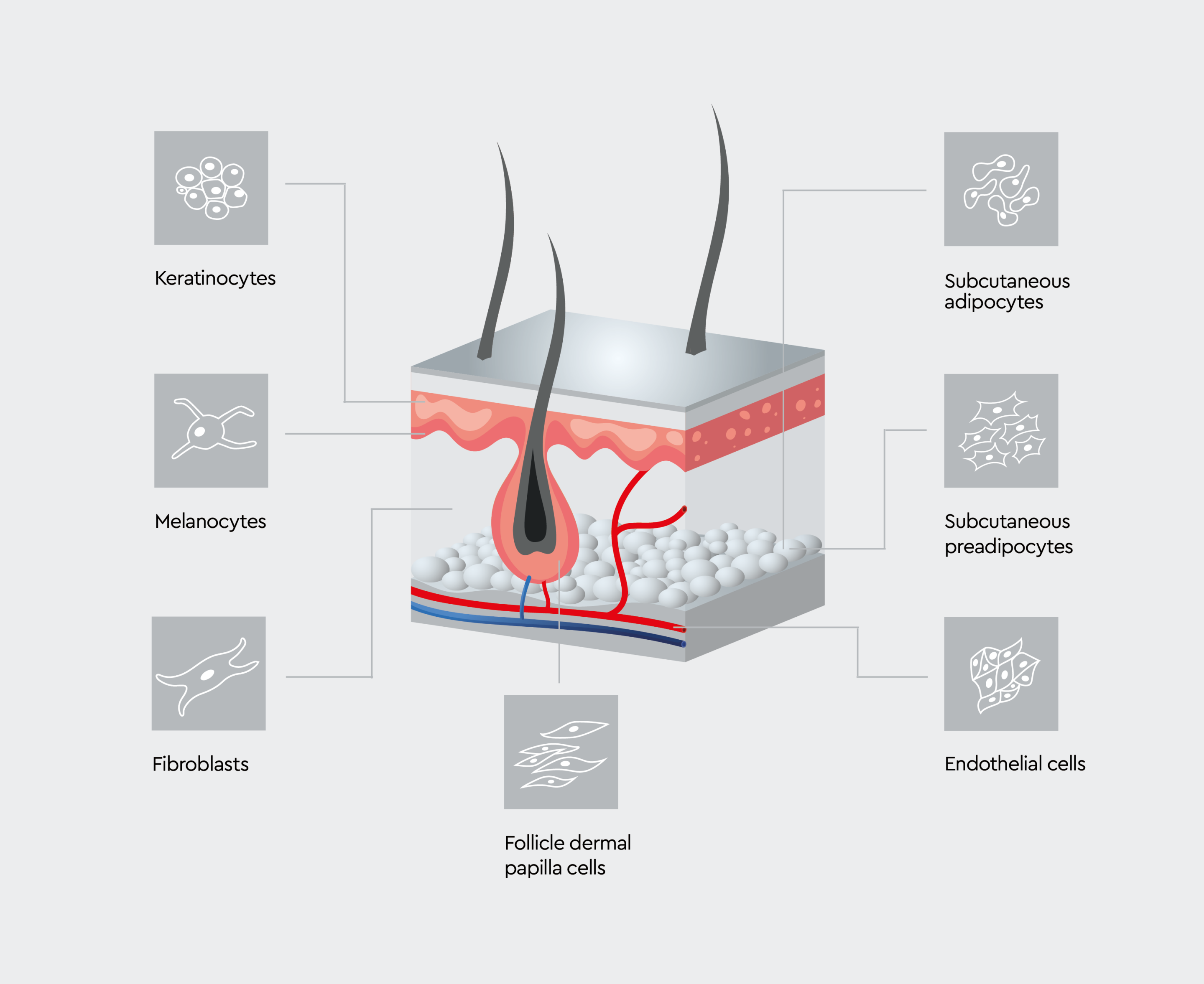 Layers of human skin with the skin cell types found within them, such as keratinocytes, endothelial cells, fibroblasts, etc.