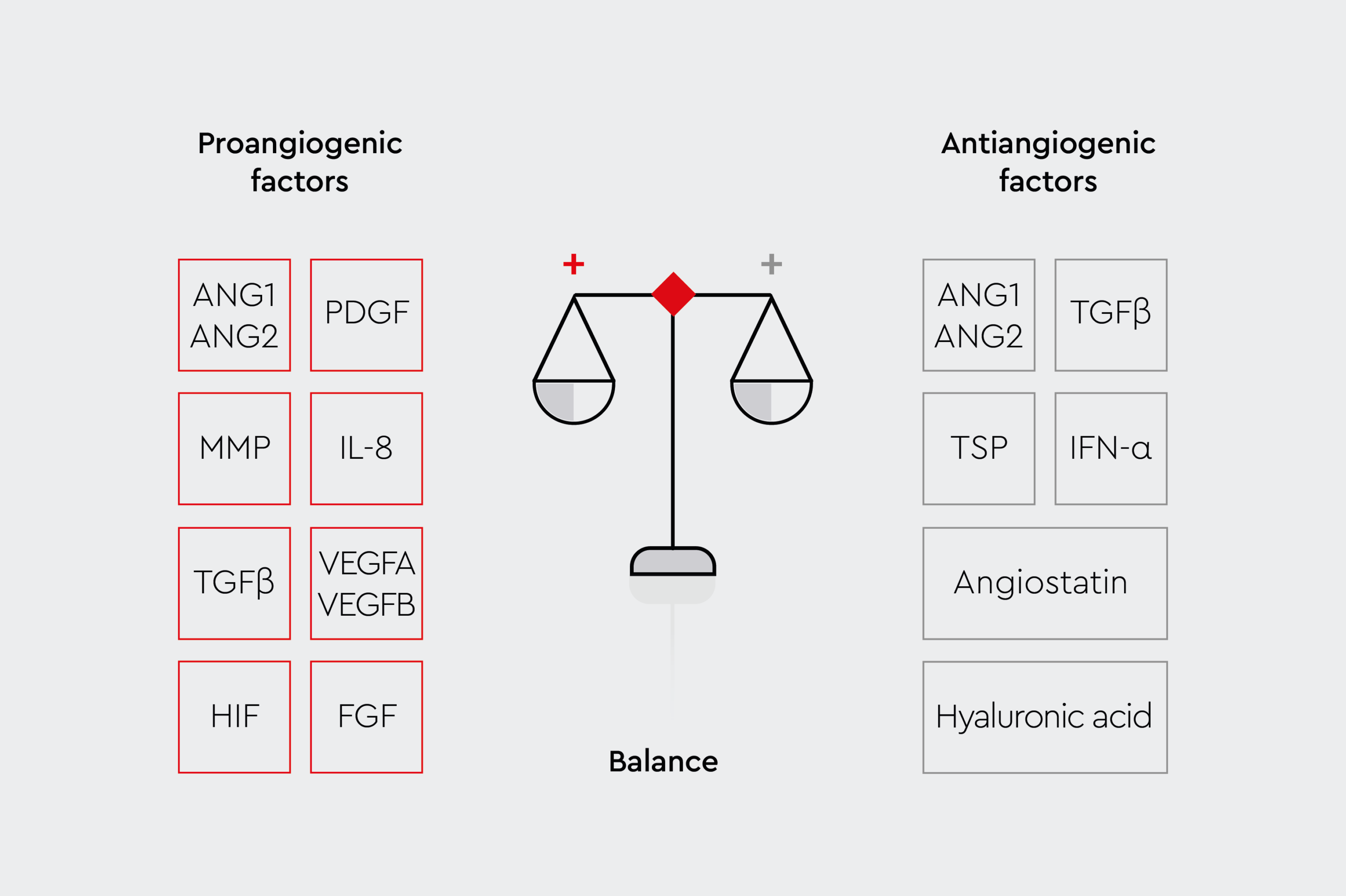 The different angiogenic factors: Pro-angiogenic factors (ANG1, ANG2, PDGF, MMP, IL-8, TGFβ, VEGFA, VEGFB, HIF, FGF) and anti-angiogenic factors (ANG1, ANG2, TGFβ, TSP, IFN-α, Angiostatin, Hyaleuronic acid).